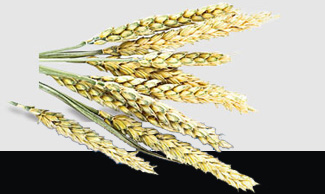 CA88(�й���)Ψһ�ٷ���վ